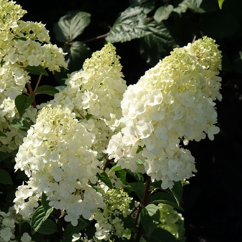 Hydrangea paniculata Sundae Fraise - Pluimhortensia (Bloei)