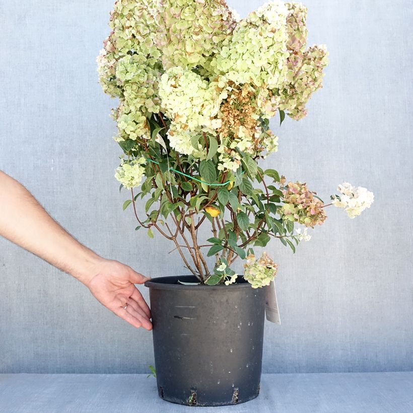 Example of Hydrangea paniculata Sundae Fraise - Pluimhortensia Pot van 7,5 l/10 l as you get in ete