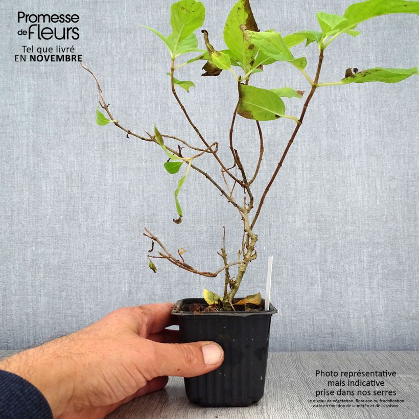 Exemplaar van Hydrangea paniculata Sunlight - Pluimhortensia Kweekpotje van 8/9 cm zoals geleverd in de herfst