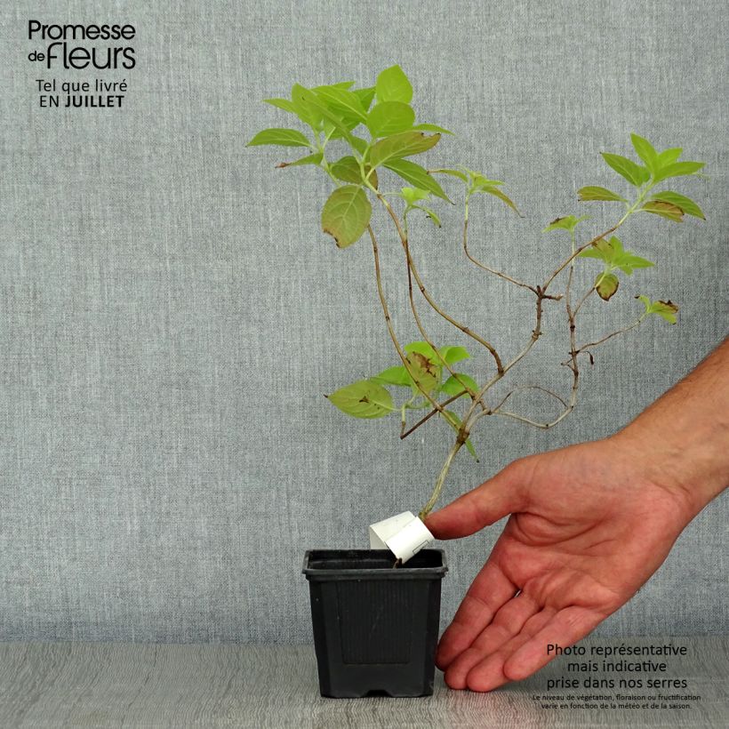 Exemplaar van Hydrangea paniculata Sunlight - Pluimhortensia Kweekpotje van 8/9 cm zoals geleverd in de zomer