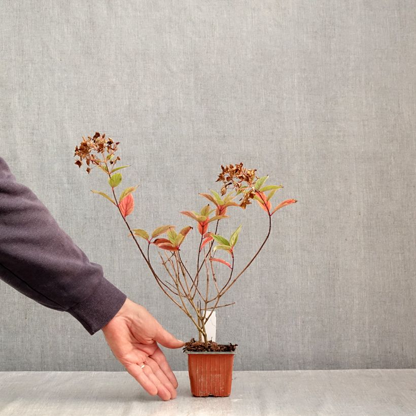 Exemplaar van Hydrangea paniculata Tickled Pink - pluimhortensia Kweekpotje van 8/9 cm zoals geleverd in de herfst