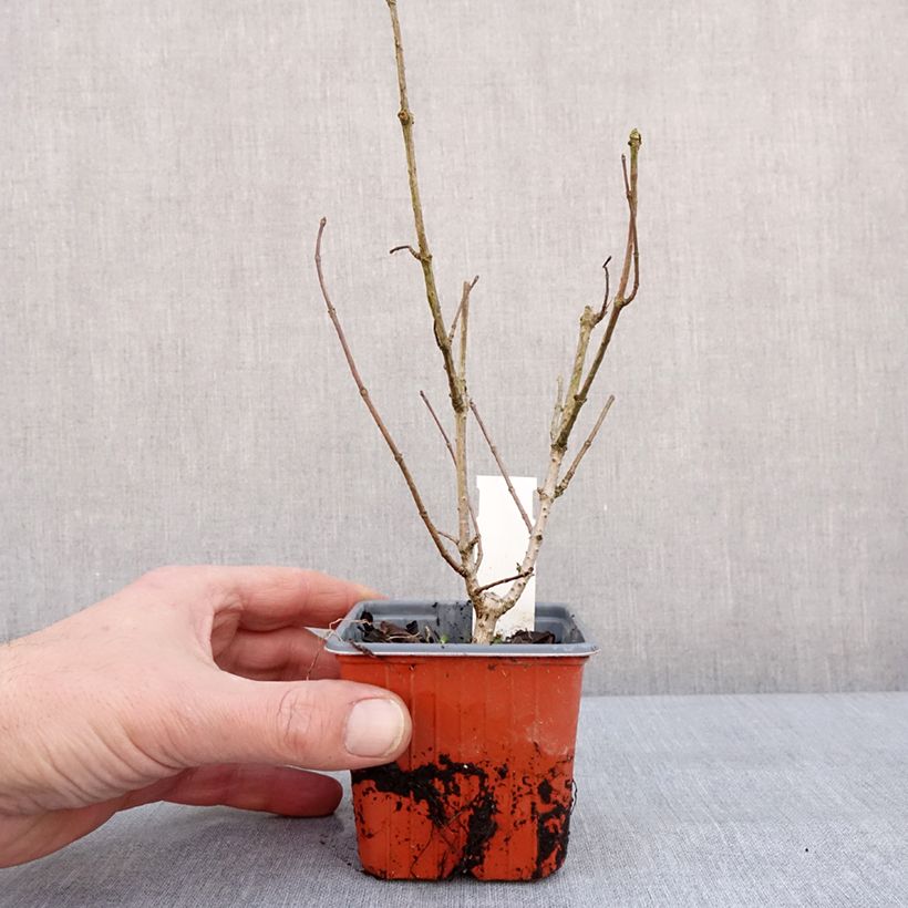 Example of Hydrangea paniculata Tickled Pink - Hortensia paniculé Kweekpotje van 8/9 cm as you get in hiver