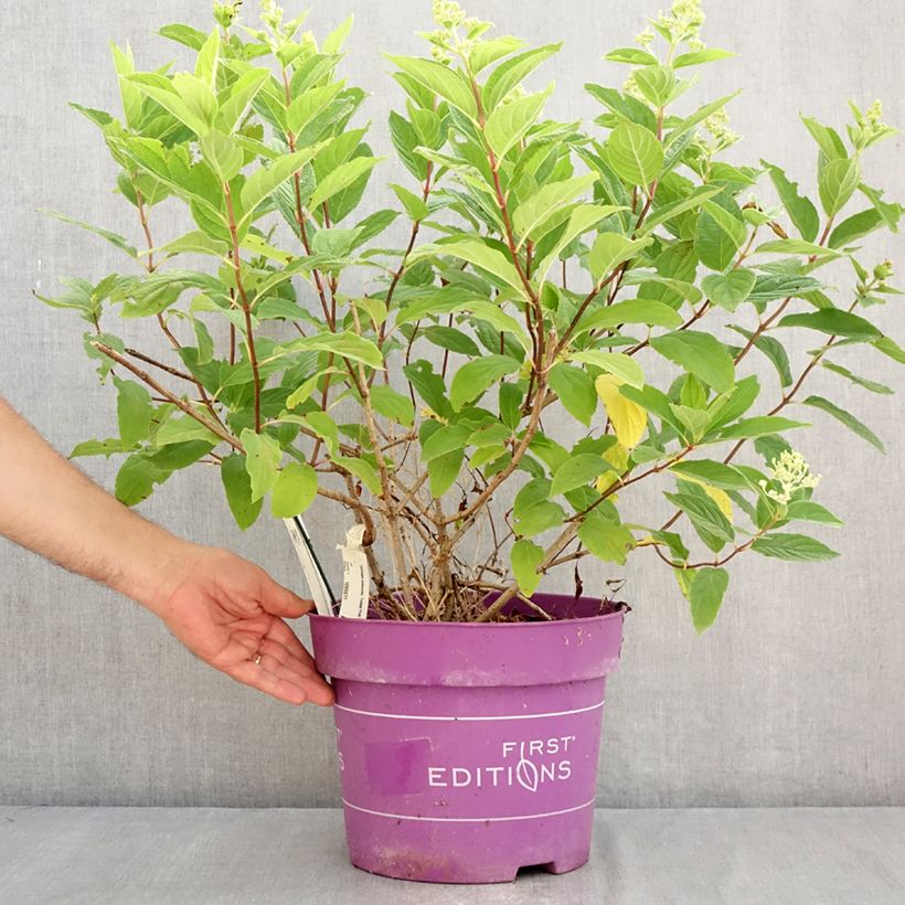 Exemplaar van Hydrangea paniculata Tickled Pink - pluimhortensia Pot van 7,5 l/10 l zoals geleverd in de zomer