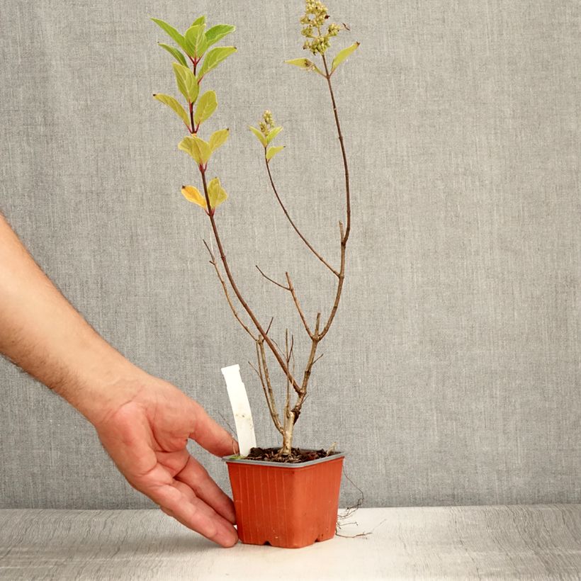 Exemplaar van Hydrangea paniculata Unique - Pluimhortensia Kweekpotje van 8/9 cm zoals geleverd in de zomer