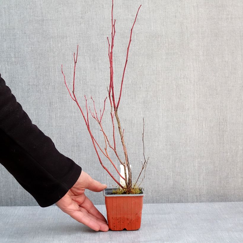 Example of Hydrangea paniculata Unique - Hortensia paniculé Kweekpotje van 8/9 cm as you get in hiver