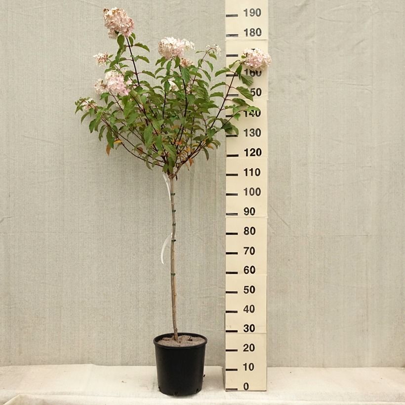 Exemplaar van Hydrangea paniculata Vanille Fraise - pluimhortensia Pot van 6 l/7 l, Stengel zoals geleverd in de herfst