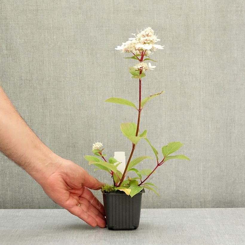 Exemplaar van Hydrangea paniculata Wim's red - Pluimhortensia Kweekpotje van 8/9 cm zoals geleverd in de lente