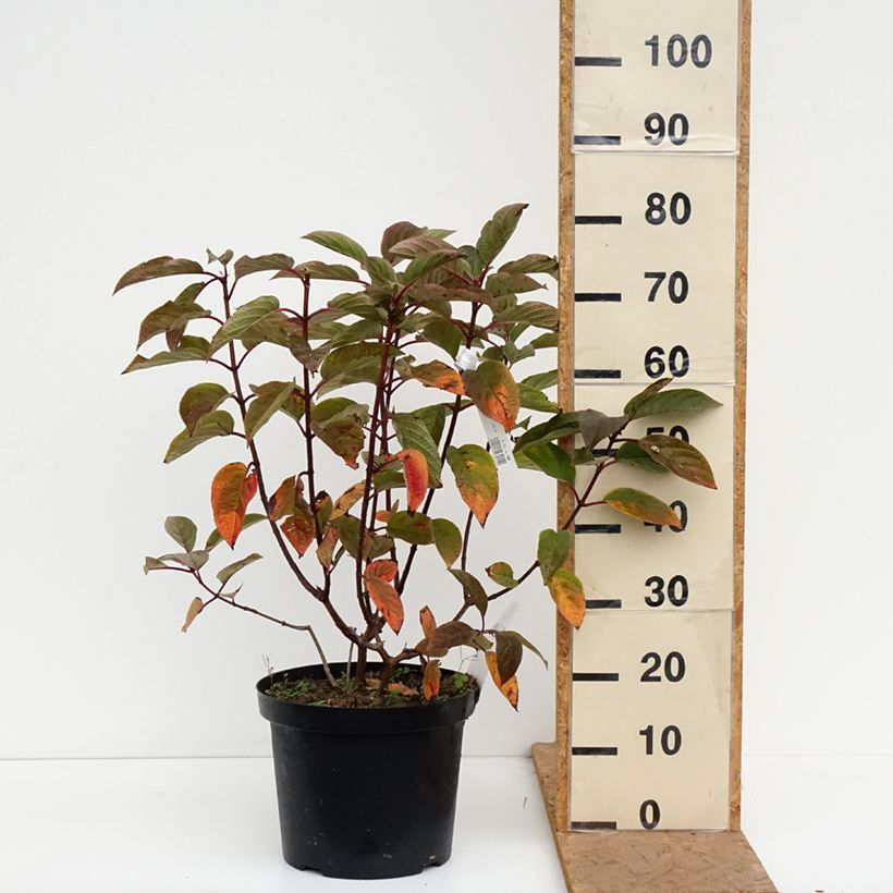 Example of Hydrangea paniculata Wim's red - Pluimhortensia Pot van 7,5 l/10 l as you get in automne