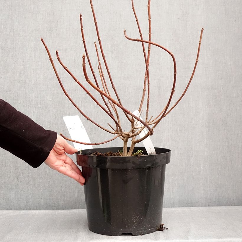 Exemplaar van Hydrangea paniculata Wim's red - Pluimhortensia Pot van 7,5 l/10 l zoals geleverd in de winter