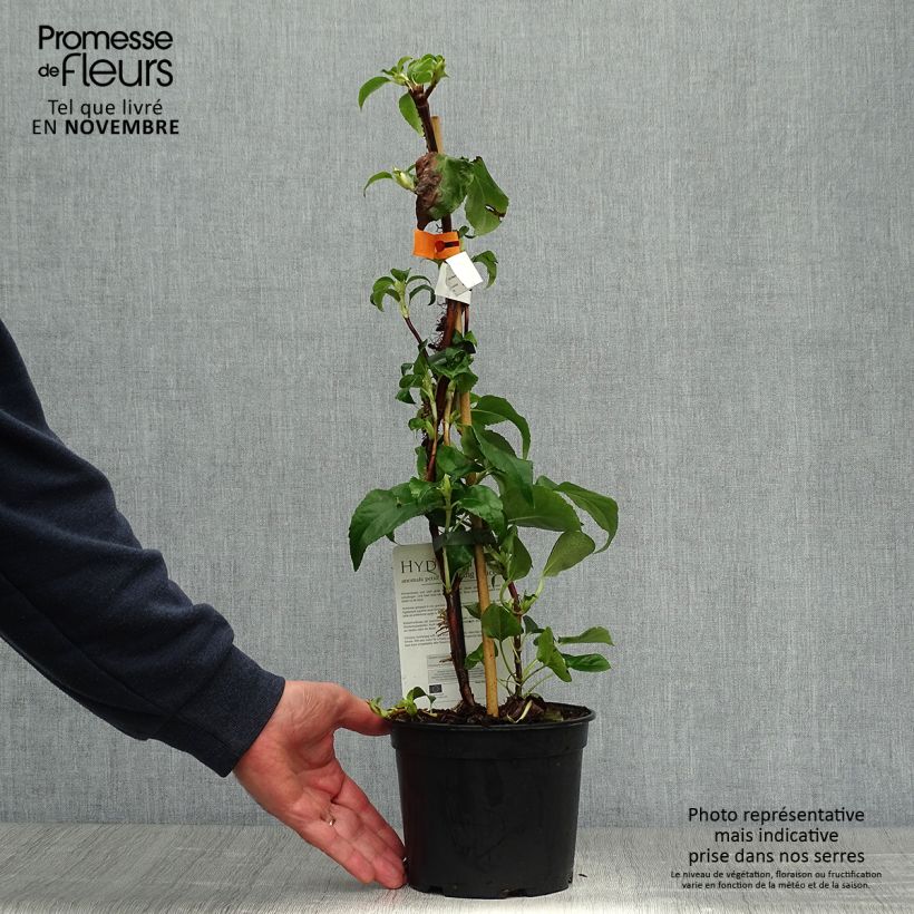 Exemplaar van Hydrangea anomala sp petiolaris - Klimhortensia Pot van 2 l/3 l zoals geleverd in de herfst