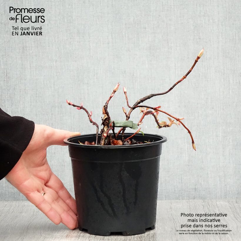 Example of Hydrangea petiolaris Flying Saucer - Hortensia grimpant Pot van 2 l/3 l as you get in hiver