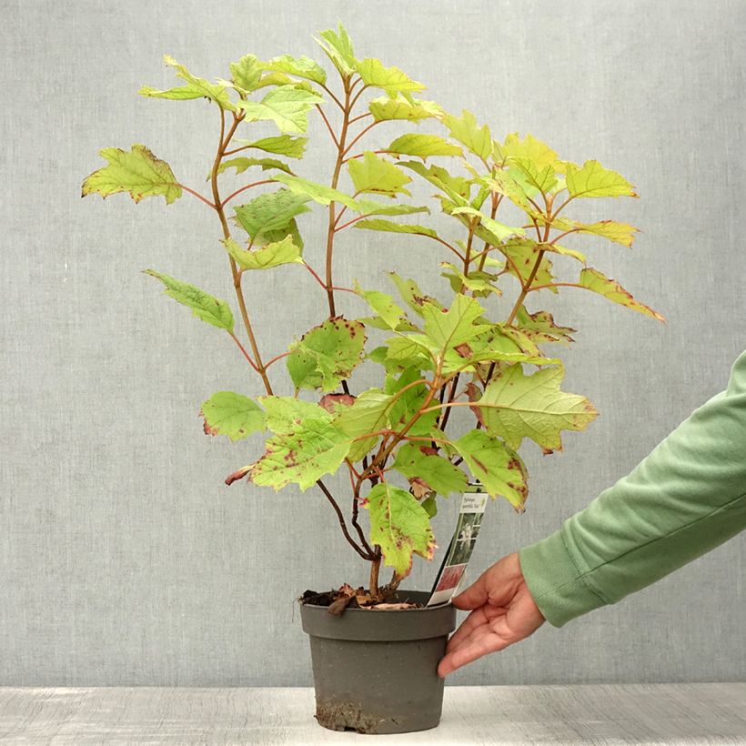 Exemplaar van Hydrangea quercifolia Alice - Eikenbladhortensia Pot van 2 l/3 l zoals geleverd in de zomer