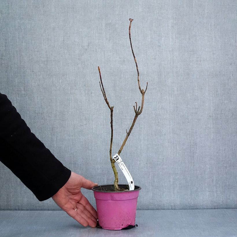 Example of Hydrangea quercifolia Amethyst - Eikenbladhortensia Pot van 1,5 l/2 l as you get in hiver