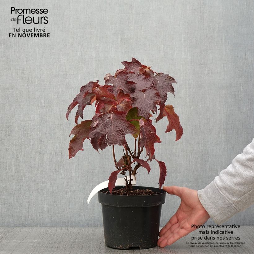 Exemplaar van Hydrangea quercifolia Back Porch - Hortensia à feuilles de chêne Pot de 3L/4L zoals geleverd in de herfst