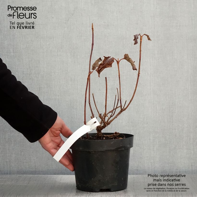 Example of Hydrangea quercifolia Back Porch - Hortensia à feuilles de chêne Pot van 3 l/4 l as you get in hiver