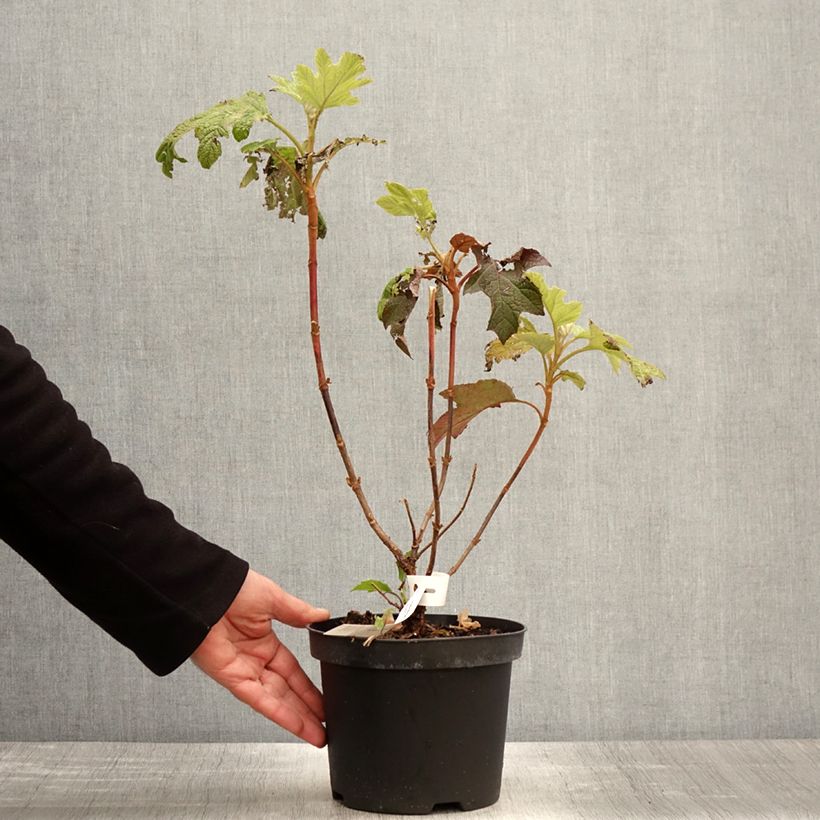 Exemplaar van Hydrangea quercifolia Back Porch - Eikenbladhortensia Pot van 3 l/4 l zoals geleverd in de lente