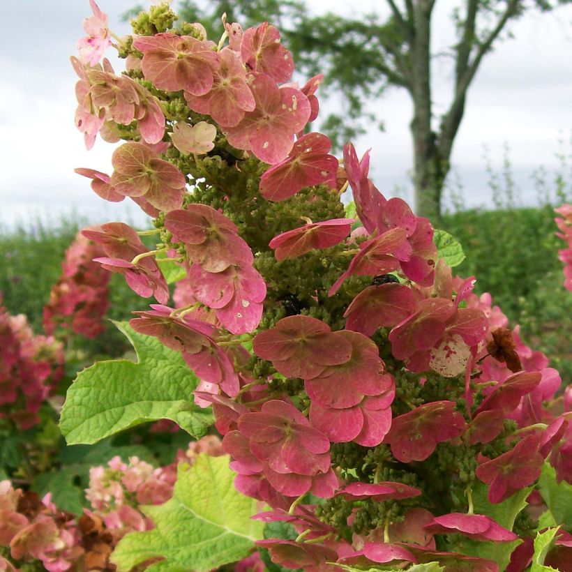 Hydrangea quercifolia Ruby Slippers - Eikenbladhortensia (Flowering)