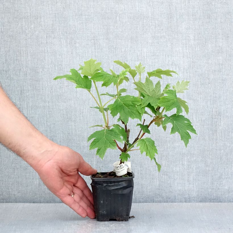 Example of Hydrangea quercifolia Ruby Slippers - Eikenbladhortensia Kweekpotje van 8/9 cm as you get in printemps