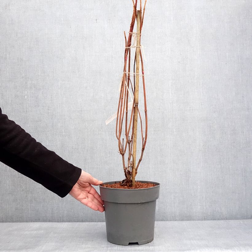 Example of Hydrangea quercifolia Snowcicle - Hortensia à feuilles de chêne Pot van 4 l/5 l as you get in hiver