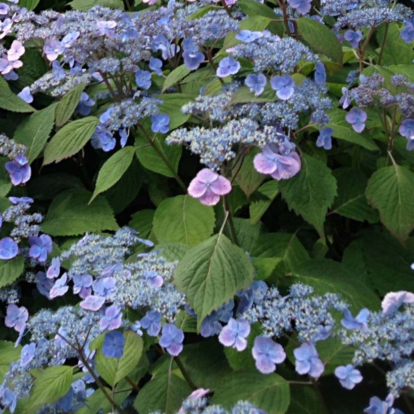 Hydrangea serrata Veerle - Berghortensia (Flowering)