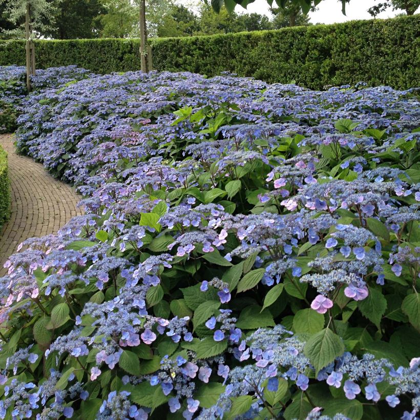 Hydrangea serrata Veerle - Berghortensia (Plant habit)