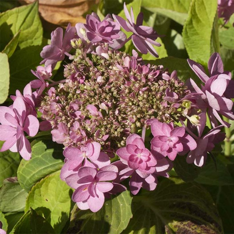 Hydrangea macrophylla You and Me Forever - Bolhortensia (Flowering)