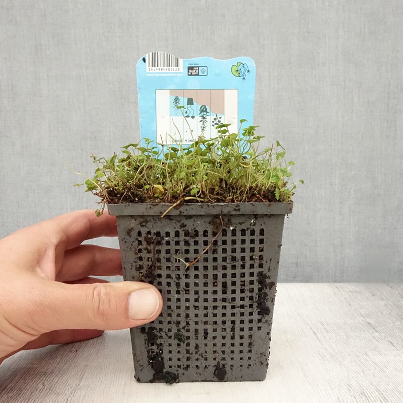 Exemplaar van Hydrocotyle nova-zealandiae - Waternavel Pot van 1 l/1,5 l zoals geleverd in de zomer