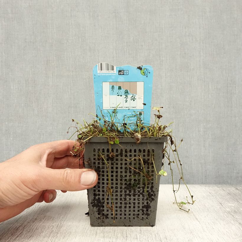 Exemplaar van Hydrocotyle sibthorpioides Variegata Pot de 1L/1,5L zoals geleverd in de herfst