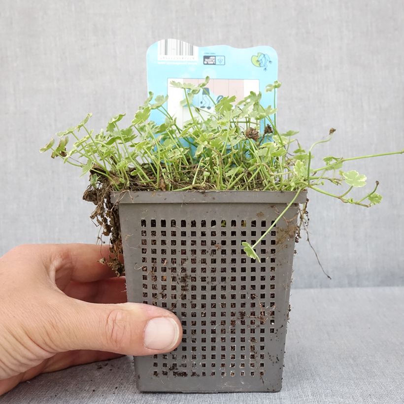 Example of Hydrocotyle sibthorpioides Variegata Pot van 1 l/1,5 l as you get in printemps