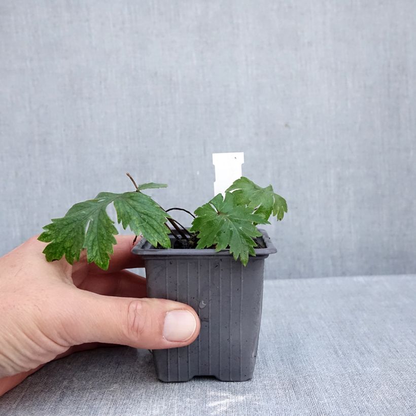 Example of Hydrophyllum virginianum - Hydrophylle de Virginie Kweekpotje van 8/9 cm as you get in automne