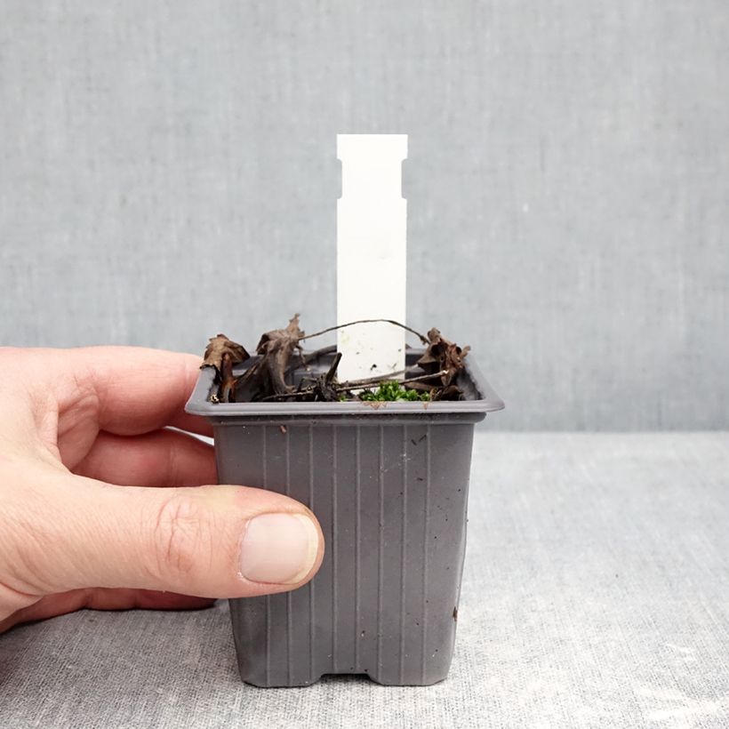 Exemplaar van Hydrophyllum virginianum - Waterblad Kweekpotje van 8/9 cm zoals geleverd in de winter