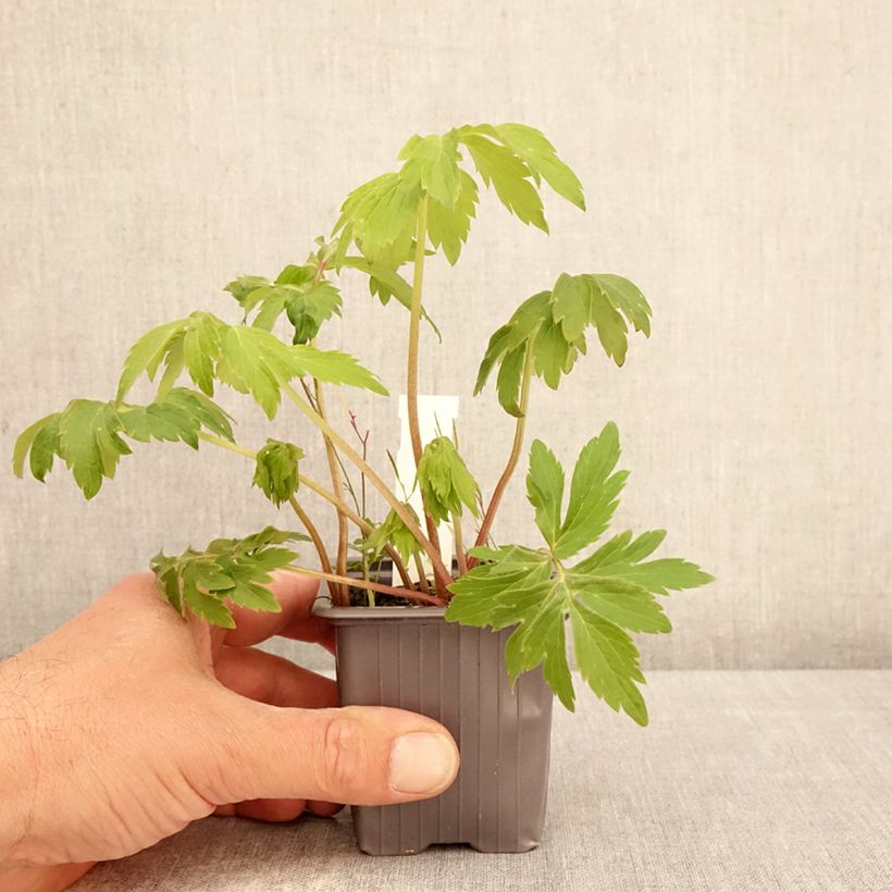 Exemplaar van Hydrophyllum virginianum - Waterblad Kweekpotje van 8/9 cm zoals geleverd in de lente