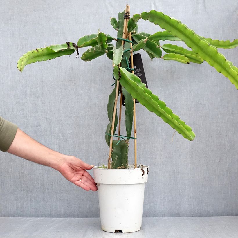 Exemplaar van Drakenfruit - Selenicereus megalanthus Pot van 6 l/7 l zoals geleverd in de zomer