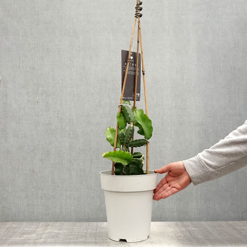 Exemplaar van Drakenfruit - Selenicereus megalanthus Pot van 6 l/7 l zoals geleverd in de lente