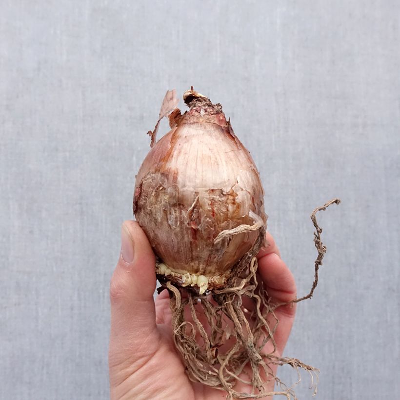 Example of Hymenocallis longipetala - Ismene blanche   Bol Kaliber/Größe 16+ as you get in printemps