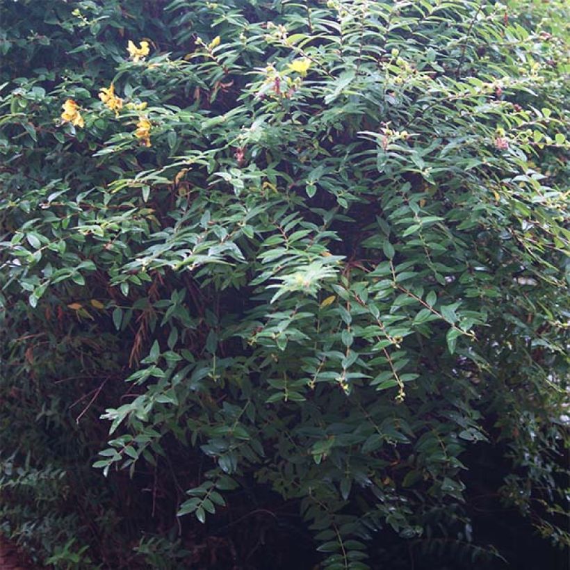 Hypericum calycinum - Hertshooi (Foliage)