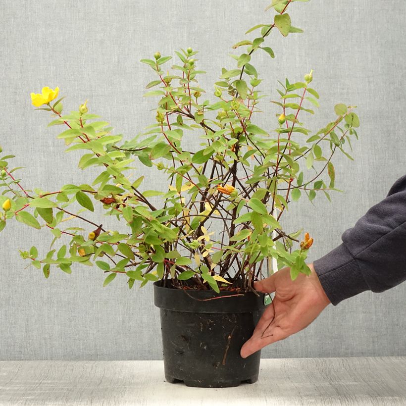 Exemplaar van Hypericum dummeri Peter Dummer - Hertshooi Pot van 3 l/4 l zoals geleverd in de zomer