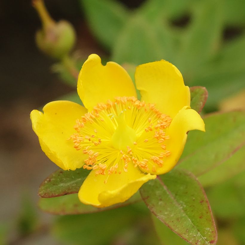 Hypericum dummeri Peter Dummer - Hertshooi (Bloei)