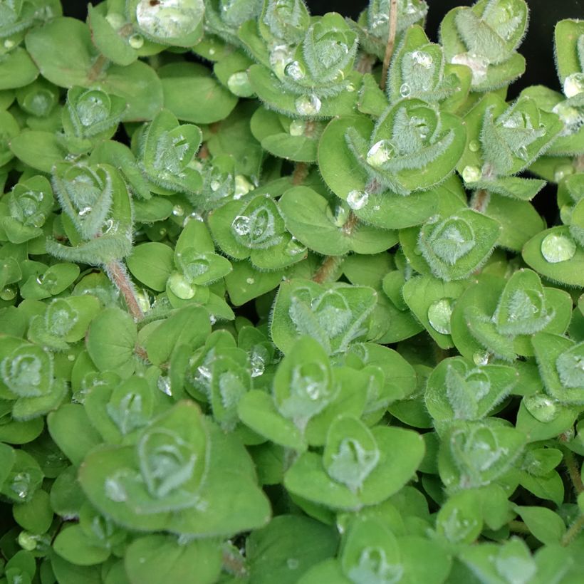 Hypericum elodes - Moeras hertshooi (Blad)