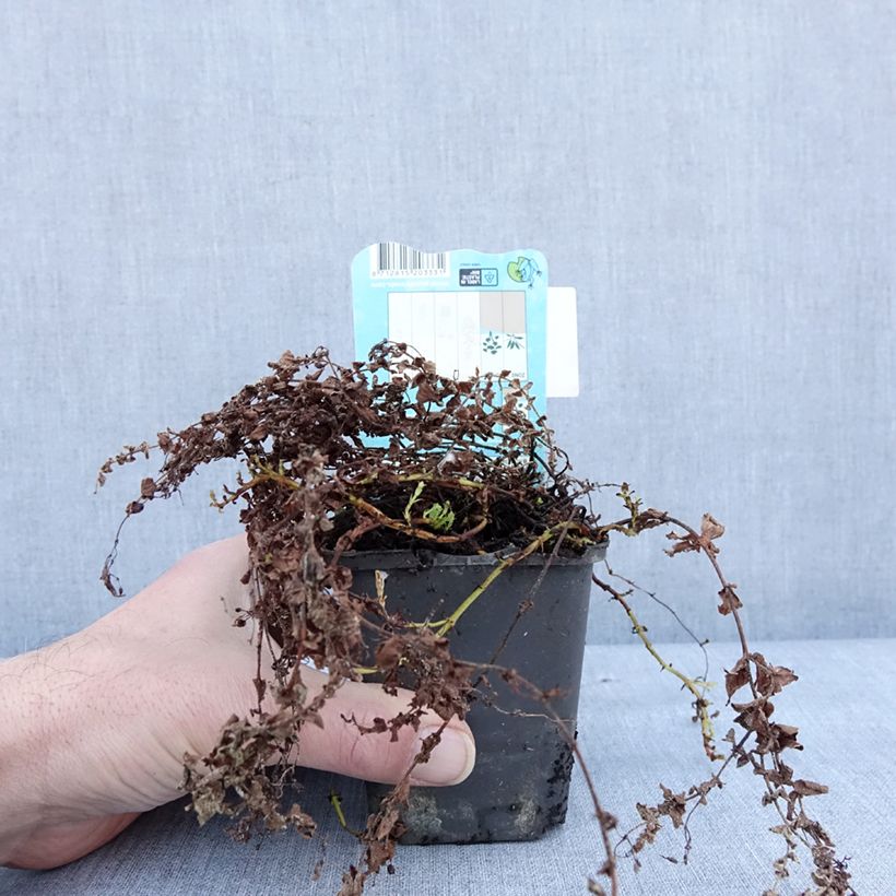 Example of Hypericum elodes - Millepertuis des marais Kweekpotje van 8/9 cm as you get in hiver