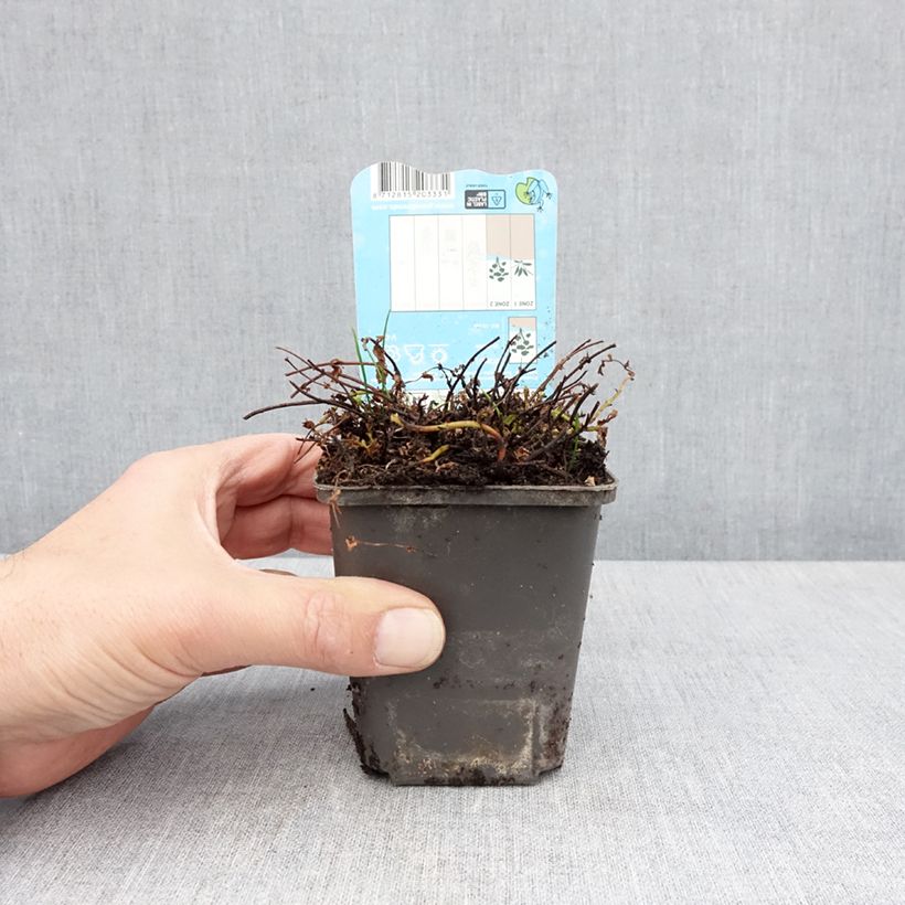 Exemplaar van Hypericum elodes - Moeras hertshooi Kweekpotje van 8/9 cm zoals geleverd in de lente