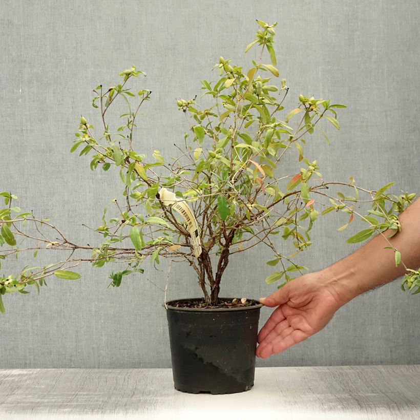 Exemplaar van Hypericum frondosum Sunburst - Hertshooi Pot van 3 l/4 l zoals geleverd in de zomer