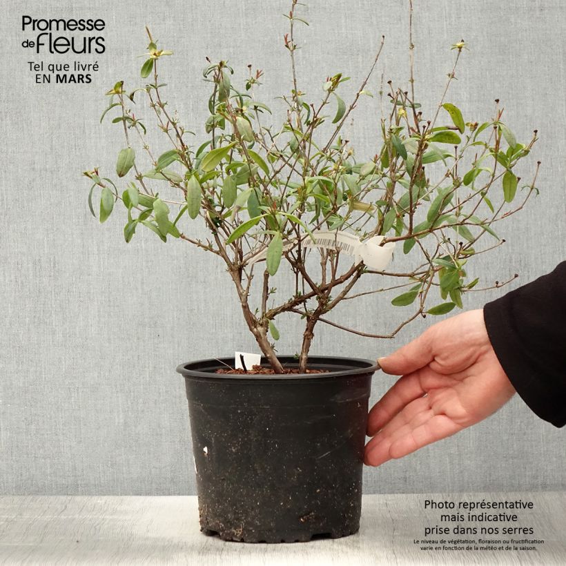 Example of Hypericum frondosum Sunburst - Millepertuis Pot van 3 l/4 l as you get in printemps