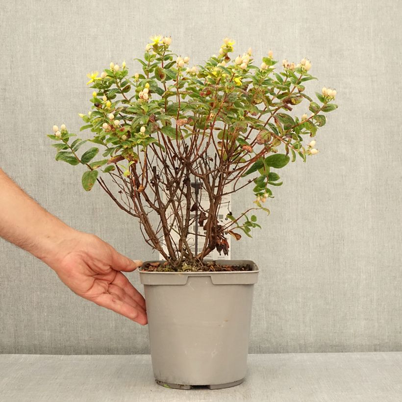Exemplaar van Hypericum inodorum Magical Beauty - Hertshooi Pot van 3 l/4 l zoals geleverd in de zomer