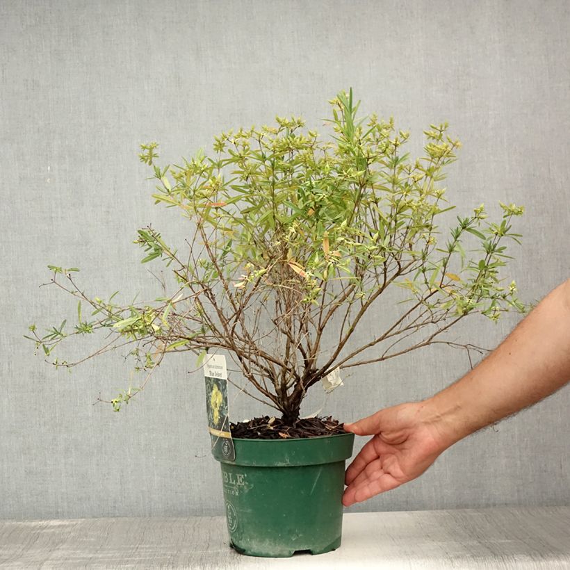 Exemplaar van Hypericum kalmianum Blue Velvet - Kalm's hertshooi Pot van 2 l/3 l zoals geleverd in de zomer