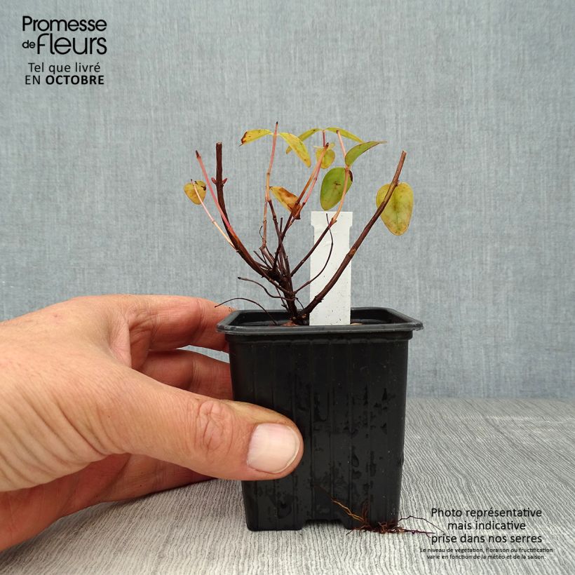 Exemplaar van Hypericum Hidcote - Hertshooi Kweekpotje van 8/9 cm zoals geleverd in de herfst