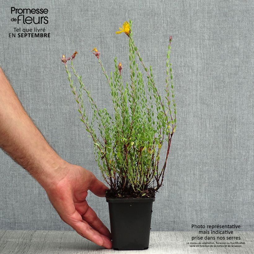 Exemplaar van Hypericum olympicum - Olympia-hertshooi Kweekpotje van 8/9 cm zoals geleverd in de zomer