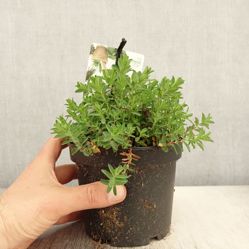 Exemplaar van Hypericum perforatum - Sint-janskruid Pot van 1,5 l/2 l zoals geleverd in de lente