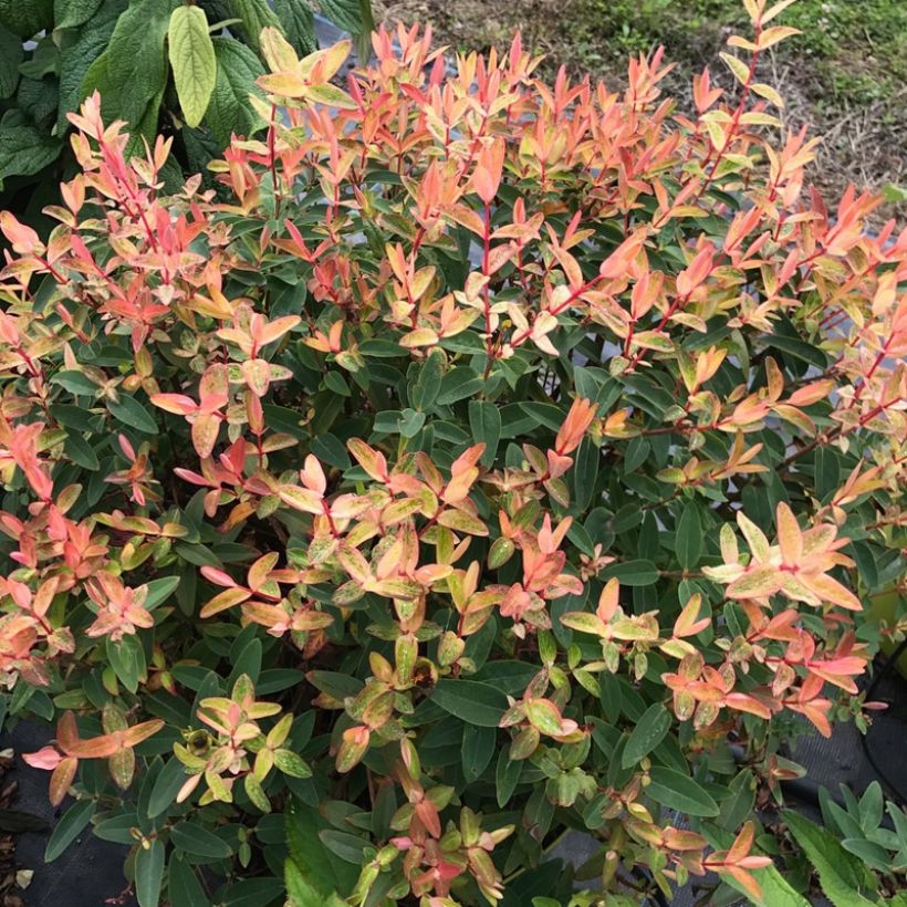 Hypericum Radiance - Hertshooi (Plant habit)