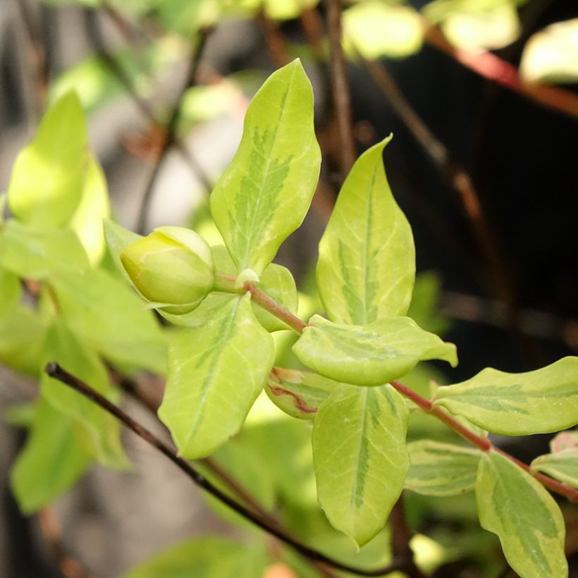 Hypericum moserianum Little Misstery - Hertshooi (Blad)